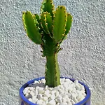 Smart Cabo Sur فندق *